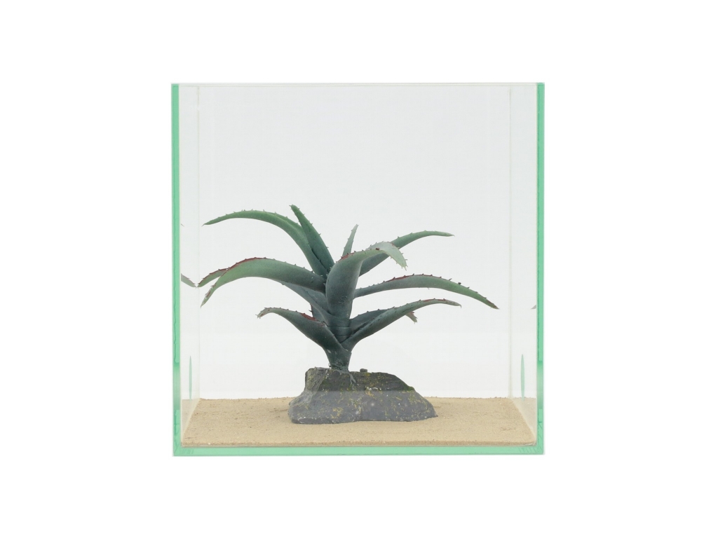 Agave - 13cm